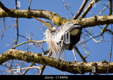 Unico grande airone cenerino seduto sul ramo di albero. Stanley Park, Vancouver, BC, Canada Foto Stock