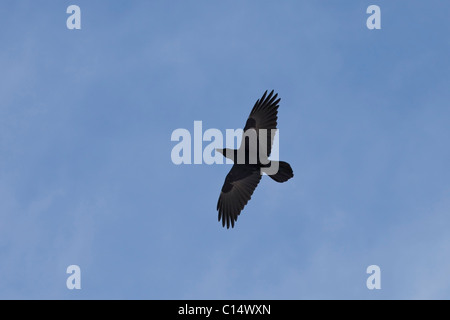 Un comune corvo imperiale (Corvus corax) battenti in testa con un cielo blu come sfondo. Foto Stock