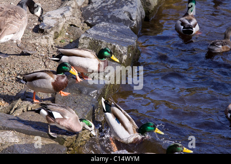 Tutti a. Varie le anatre e le oche saltando in acqua a Stanley Park, Vancouver, BC Foto Stock