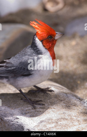 Red-Crested Cardinale o cardinale brasiliano, ormai comune nelle isole Hawaii Foto Stock