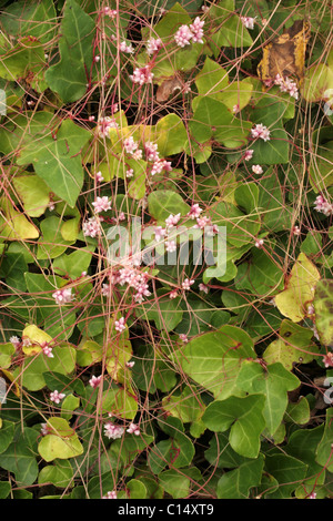 Tremava (Cuscuta epithymum : Cuscutaceae) su Ivy, UK. Foto Stock