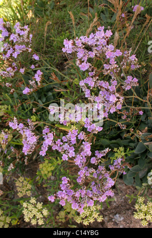 Mare Rock-lavanda (Limonium binervosum : Plumbaginaceae) su scogliere, UK. Foto Stock