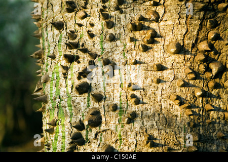 Tronco di albero protetto da spine - Mara Serena Hotel - Masai Mara riserva nazionale, Kenya Foto Stock