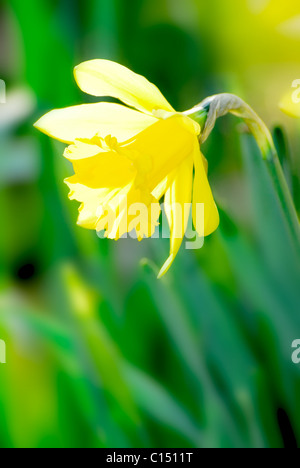 Inglese daffodil nel bosco Foto Stock
