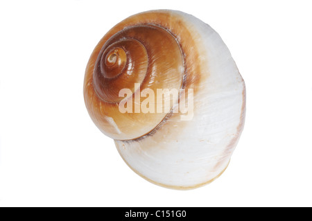 Conchiglia di mare - Giovanni Gollop Foto Stock