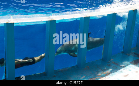 Lo zoo marino a Albufeira Portogallo lo spettacolo dei delfini Foto Stock
