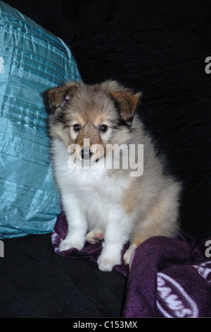 Shetland Sheepdog cucciolo seduto sul divano Foto Stock