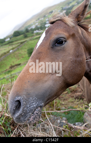 Una foto della testa di un cavallo marrone in un campo in Irlanda occidentale Foto Stock