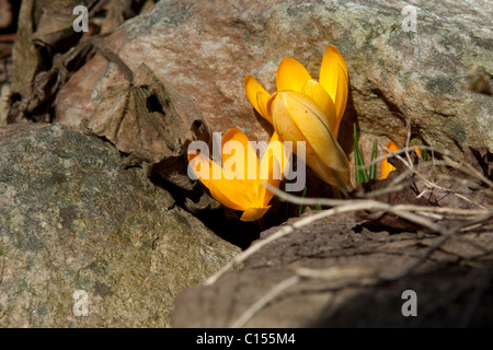 Il giallo di crochi su sun Foto Stock