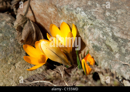 Il giallo di crochi su sun Foto Stock