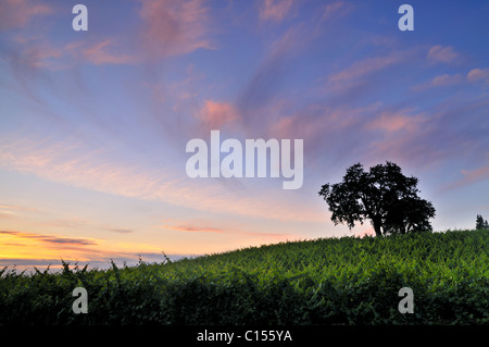 Oak Tree in un vigneto nei pressi di Lodi, California Foto Stock