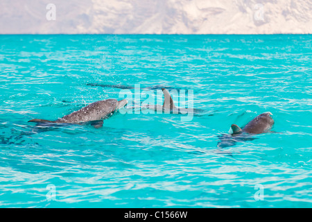 I Delfini e Socotra Foto Stock