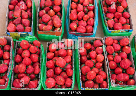 Raccolti di frutta fragola pronto per il consumo in La Trinidad Valley, Baguio City, Filippine Foto Stock