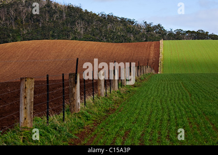 Ballarat Australia / coltivazione di grano giovane a Warrenheip che si trova vicino alla città regionale di Ballarat in Victoria Australia. Foto Stock