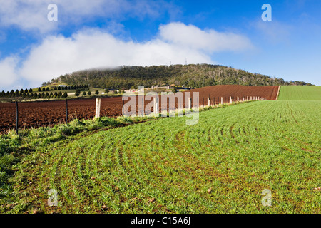 Giovani del raccolto di grano cresce a Warrenheip che è situato vicino alla città regionale di Ballarat in Victoria Australia. Foto Stock