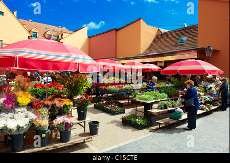 Dolac Flower Market [ Tržnica Dolac ] , Zagabria, Croazia Foto Stock