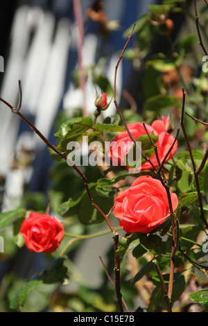 Gawsworth Old Hall, Inghilterra. Inizio Veduta autunnale di rose in piena fioritura sul west elevazione di Gawsworth Old Hall. Foto Stock