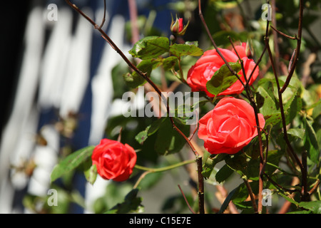 Gawsworth Old Hall, Inghilterra. Inizio Veduta autunnale di rose in piena fioritura sul west elevazione di Gawsworth Old Hall. Foto Stock