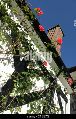 Gawsworth Old Hall, Inghilterra. Inizio Veduta autunnale di rose in piena fioritura sul west elevazione di Gawsworth Old Hall. Foto Stock