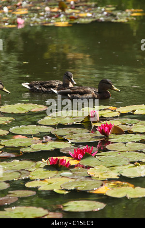 Stapeley Water Gardens, Inghilterra. Vista estiva di ninfee in piena fioritura di Stapeley Water Gardens giardini di visualizzazione. Foto Stock