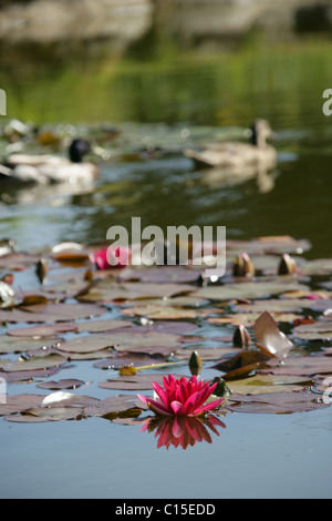 Stapeley Water Gardens, Inghilterra. Vista estiva di ninfee in piena fioritura di Stapeley Water Gardens giardini di visualizzazione. Foto Stock