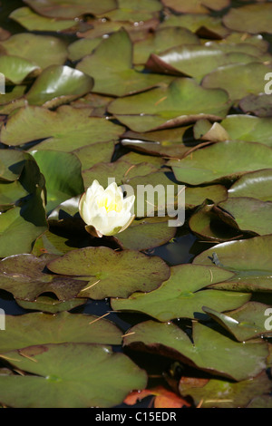 Stapeley Water Gardens, Inghilterra. Vista estiva di ninfee in piena fioritura di Stapeley Water Gardens giardini di visualizzazione. Foto Stock