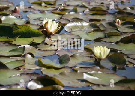 Stapeley Water Gardens, Inghilterra. Vista estiva di ninfee in piena fioritura di Stapeley Water Gardens giardini di visualizzazione. Foto Stock