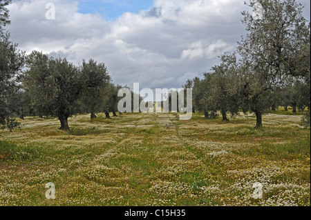 Un tappeto di fiori selvatici crescente tra gli ulivi, Moura, Alentejo, Portogallo Foto Stock