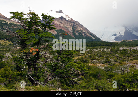 Vento alberi battuto sotto Glaciar Grande sulla strada per il Lago Torre, El Chalten, Patagonia, Argentina Foto Stock
