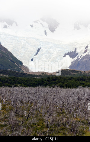 Vento alberi battuto sotto Glaciar Grande sulla strada per il Lago Torre, El Chalten, Patagonia, Argentina Foto Stock