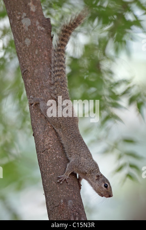 Sun gambiana scoiattolo (Heliosciurus gambianus) Foto Stock