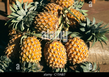 Ananassi, Sri Lanka, Sud Asia Foto Stock