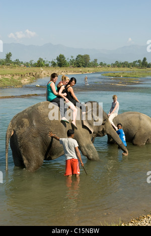 Bagno di viaggiatori elefanti nel fiume Rapti, Chitwan, Nepal. Foto Stock