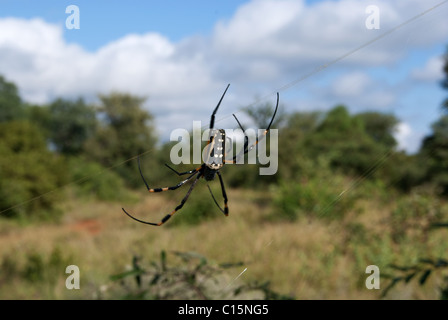 Gamba nastrati Golden Orb Spider Foto Stock