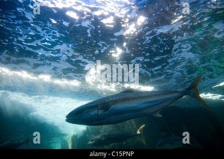 Limanda Pesce in Two Oceans Aquarium - la foresta di Kelp presentano Foto Stock