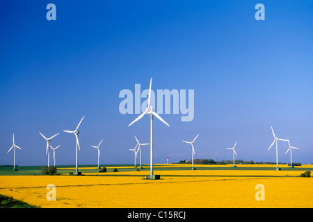 Campo di colza con turbine eoliche in Fehmarn, Schleswig-Holstein, Germania, Europa Foto Stock