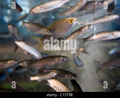 Baby di triglie nel serbatoio in Two Oceans Aquarium Foto Stock