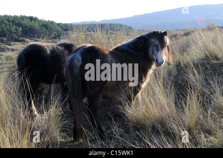 Cavalli al pascolo su Whiteford Burrows Penisola di Gower Glamorgan Galles Cymru REGNO UNITO GB Foto Stock