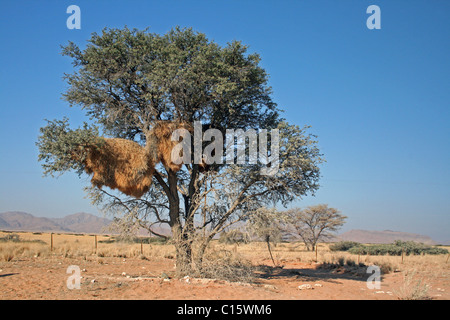 Colonia nidificazione di tessitori socievole Philetairus socius, Namibia Foto Stock