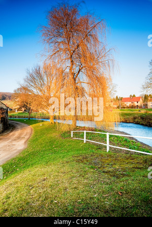 La luce della sera illumina il salice alberi a lato del fiume nel villaggio di Sinnington Foto Stock