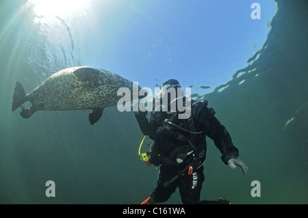 Guarnizione comune e sommozzatore Foto Stock