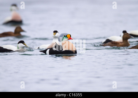 Re Eider; Somateria spectabilis; tra eider anatre; Norvegia Foto Stock