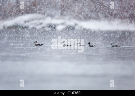 Lunga coda di anatre; Clangula hyemalis; nella neve; Norvegia Foto Stock