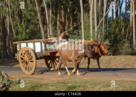 Ox Cart e driver. Madagascar. Nota di legno delle ruote a raggi. Foto Stock