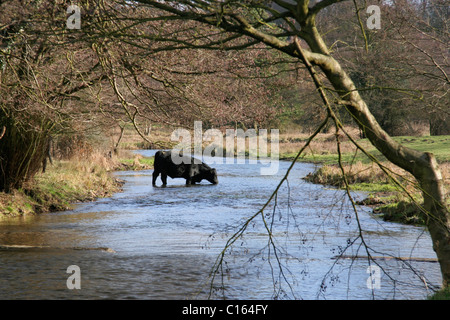 Un Nero Aberdeen giovenco di bere da un fiume Foto Stock