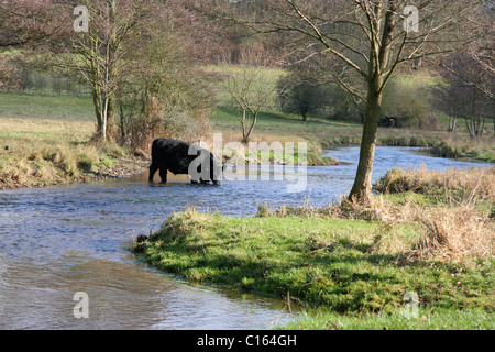 Un Nero Aberdeen giovenco di bere da un fiume Foto Stock