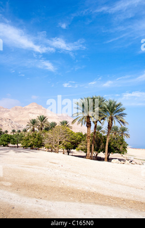 Ein Gedi oase presso il Mar Morto. Israele Foto Stock