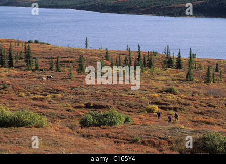 Bull Caribou, Parco Nazionale di Denali, Alaska Foto Stock