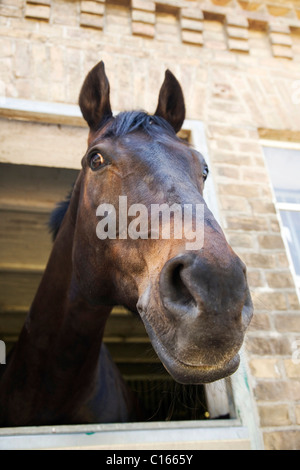 Ritratto di un cavallo guardando fuori della finestra, casella Foto Stock