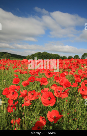 Papaveri adornano un campo a Cheltenham, Gloucestershire Foto Stock